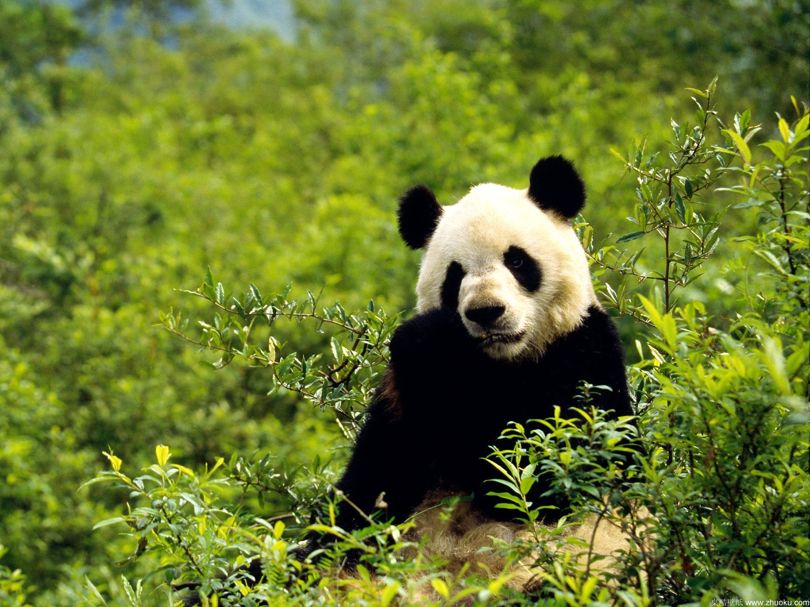 http://1.bp.blogspot.com/-KxgSBkRbilI/Tq0FEBMRefI/AAAAAAAABc8/rg3rkyzDJqI/s1600/panda-strong-bamboo-wallpaper.jpg