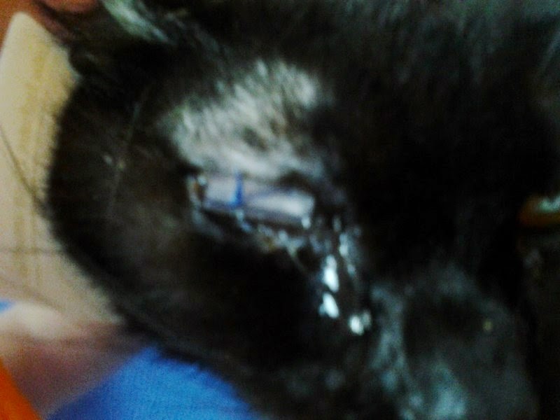 gatos queratitis ocular