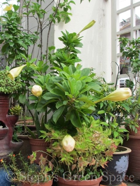 STEPH'S GREEN SPACE | My Green Stories | My Garden: July 2013