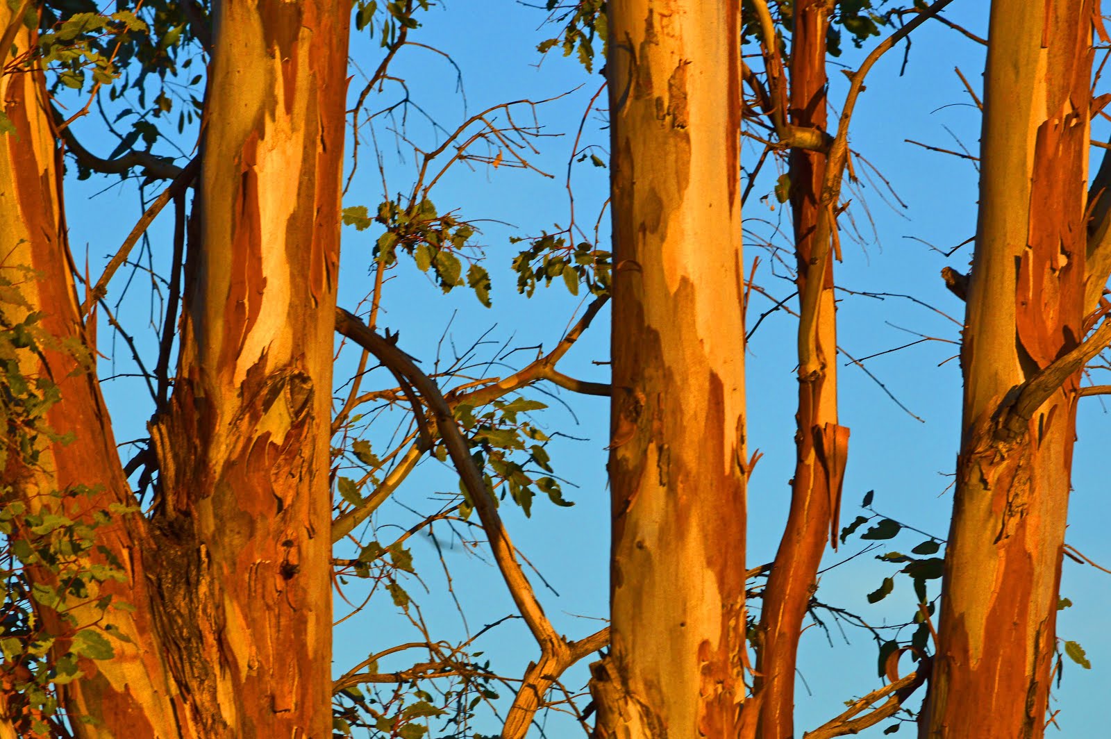 Eucalyptus Trees