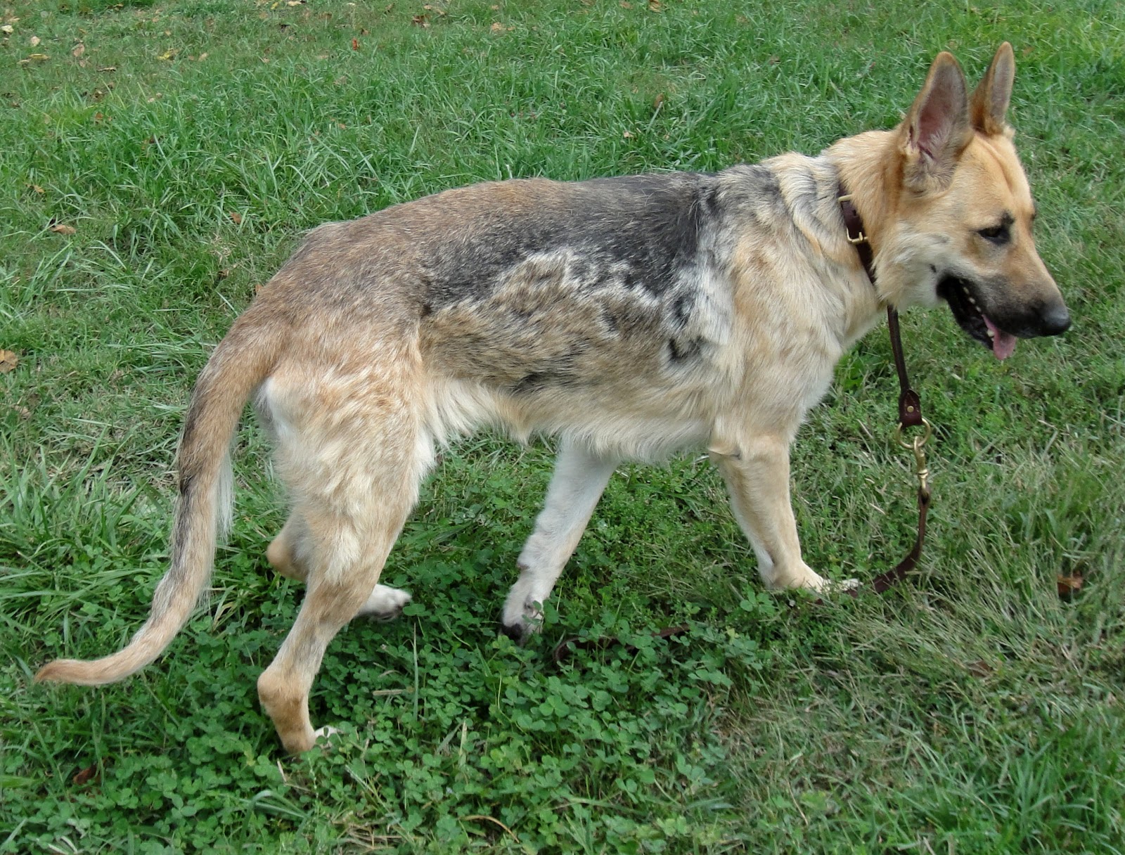 Ruff Living (VA Dog Rescue) Do you see what I see?