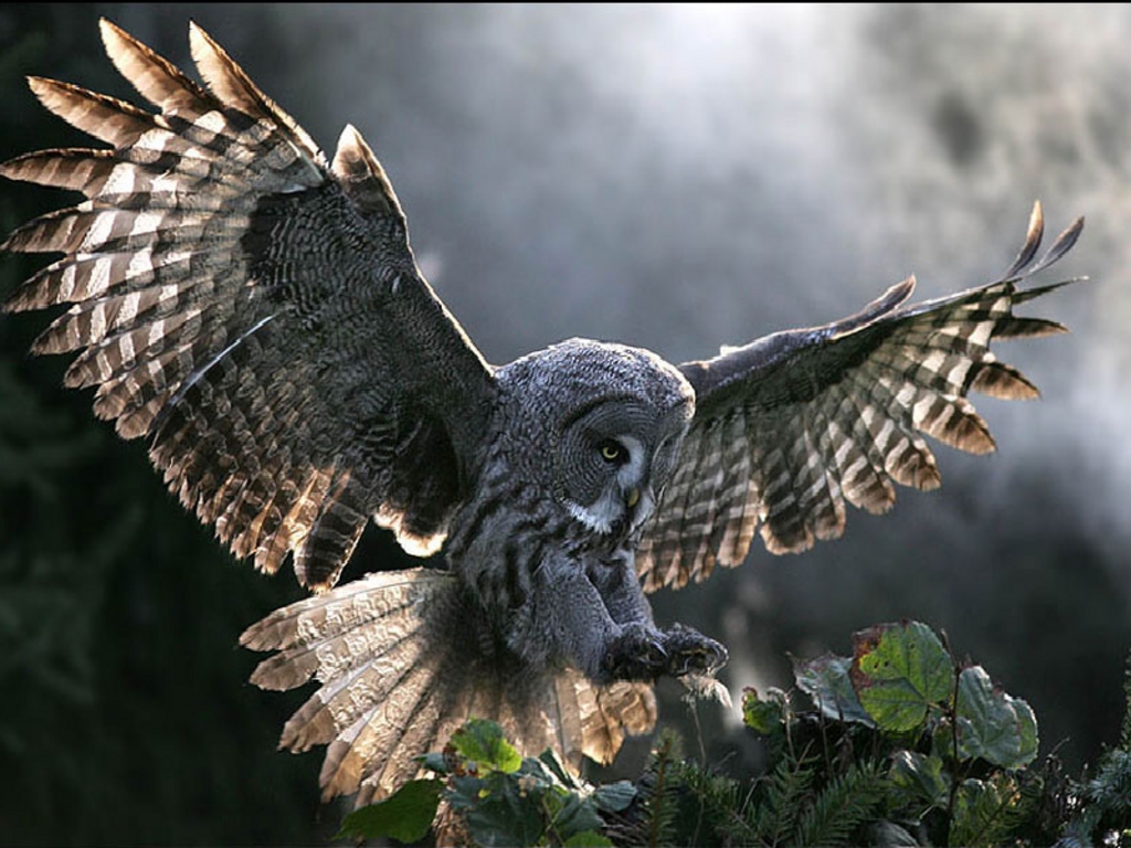 http://1.bp.blogspot.com/-Ky40OFTMYaY/TmmNS-f6u5I/AAAAAAAAAKA/iEPspvSUJVk/s1600/barn-owl-wallpaper-6-798252.jpg