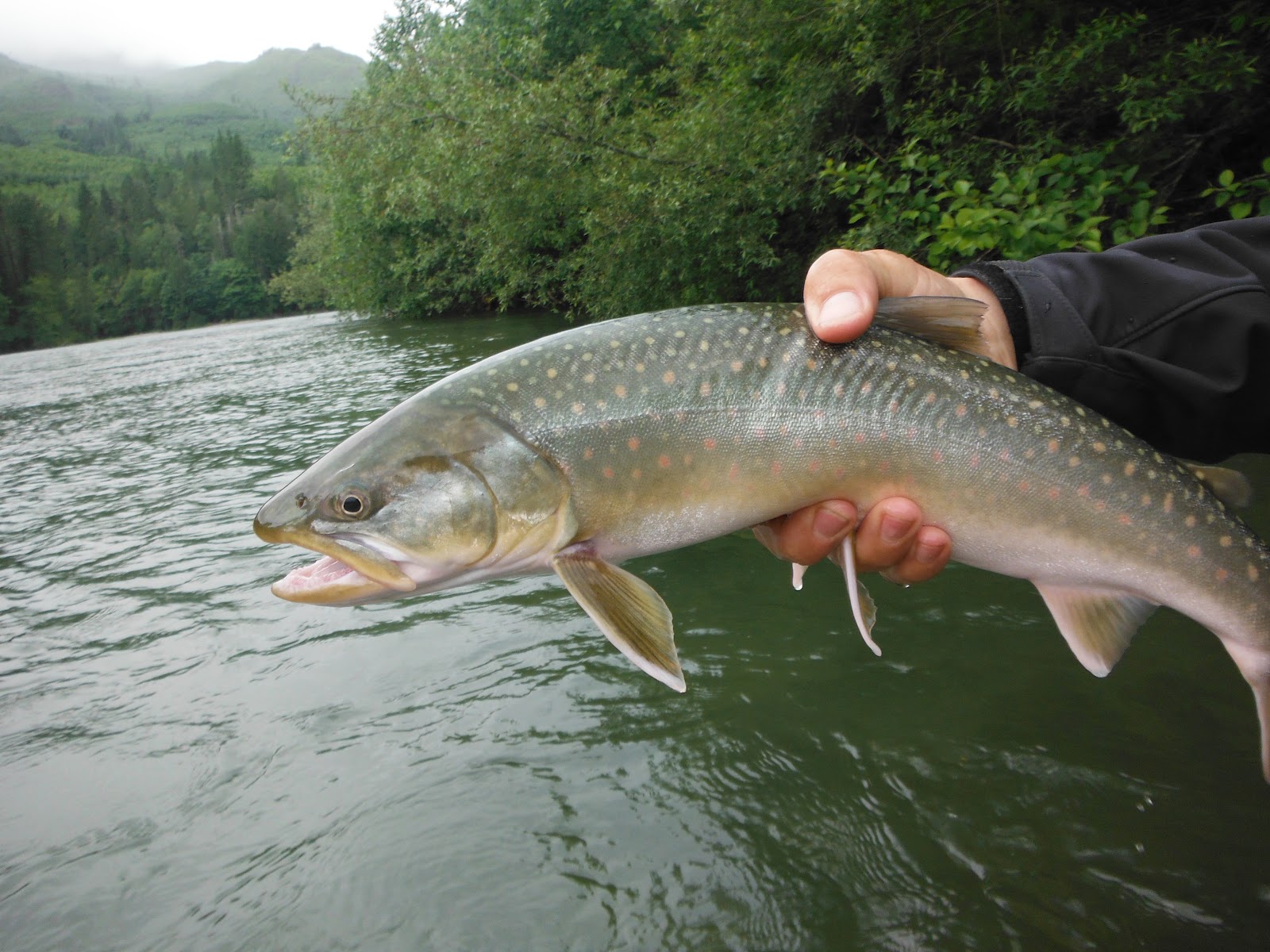 Fly Rod Nimrod The Skagit River