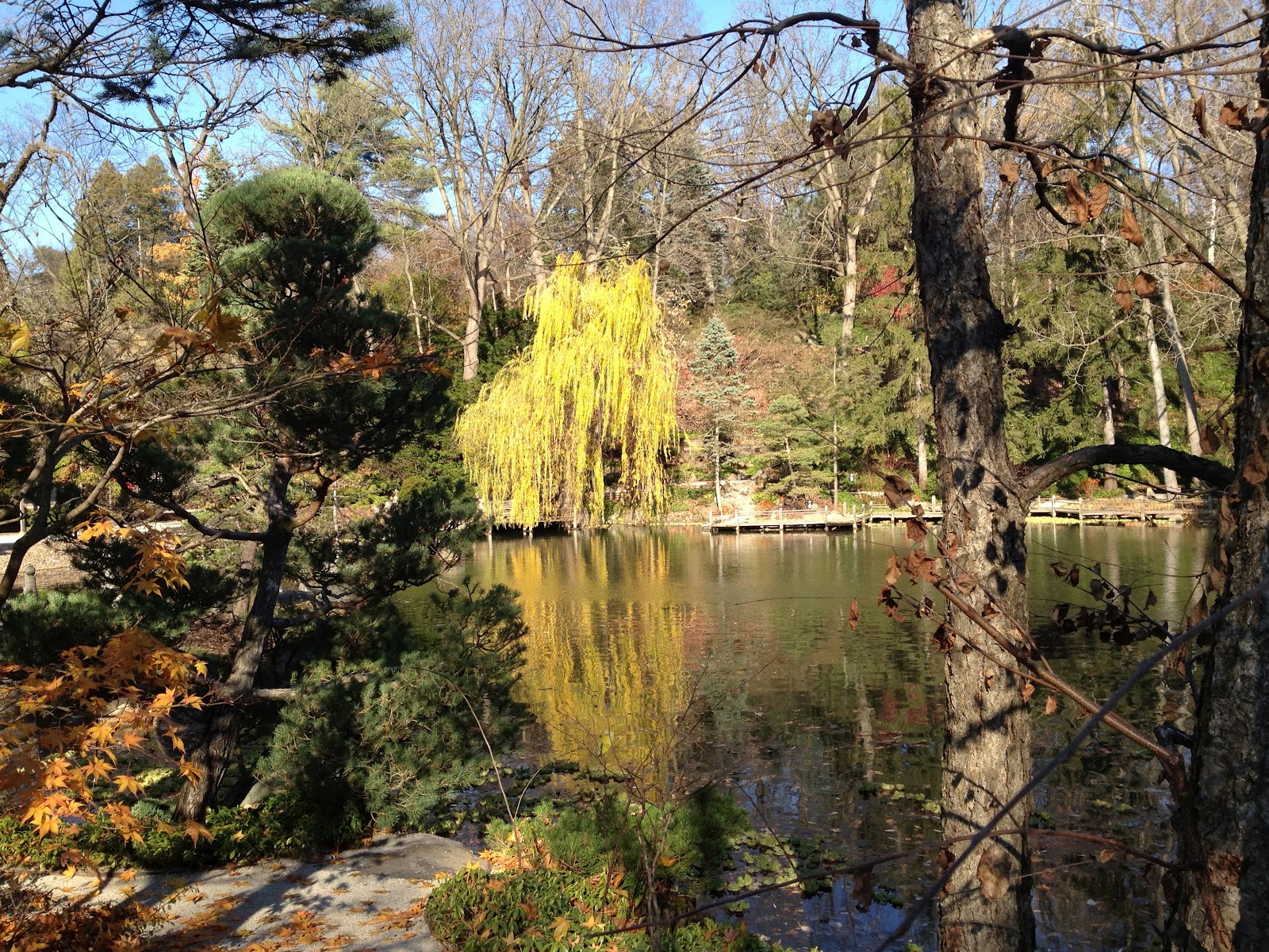 koi-pond-louisville-ky-louisville-ponds.jpg
