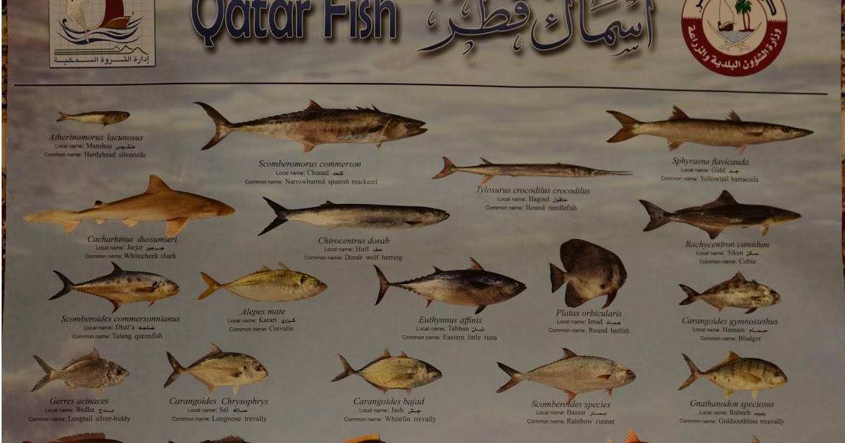 Qatar Fish