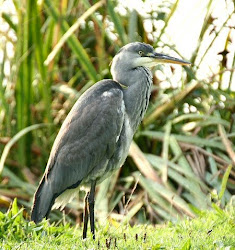 Heron Habitat SAVED for now!