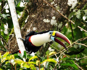 Click on the toucan image below to buy the "Photograph God" book from amazon.com