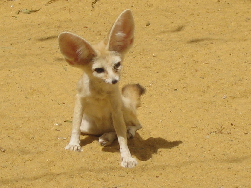 Fennec Fox Skull