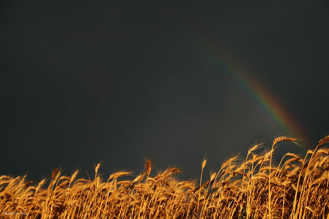 COLORS DE TEMPESTA