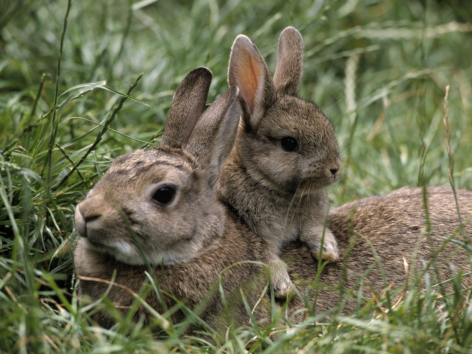 Cute+Rabbit+16.jpg