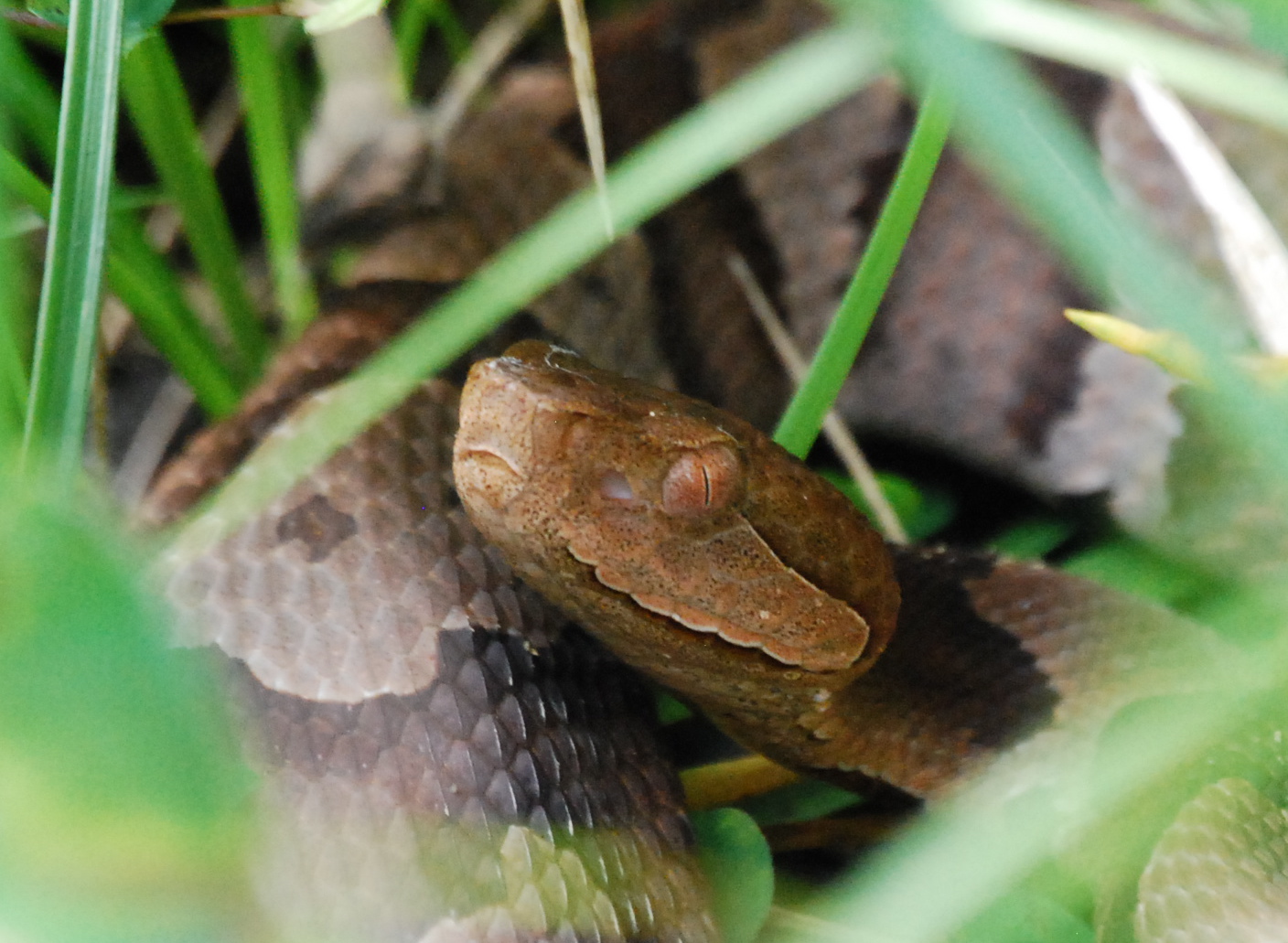 North Naturalist Copperhead Murray County
