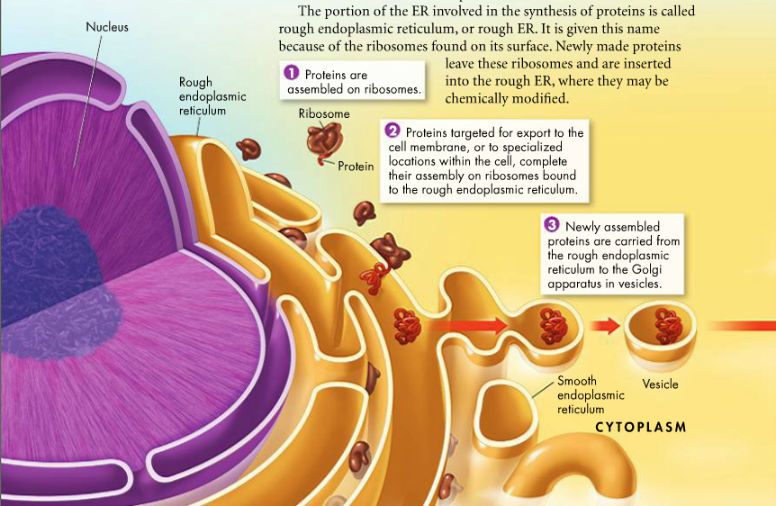 Sulli's Biology Ch 7 Cell Structure and Function