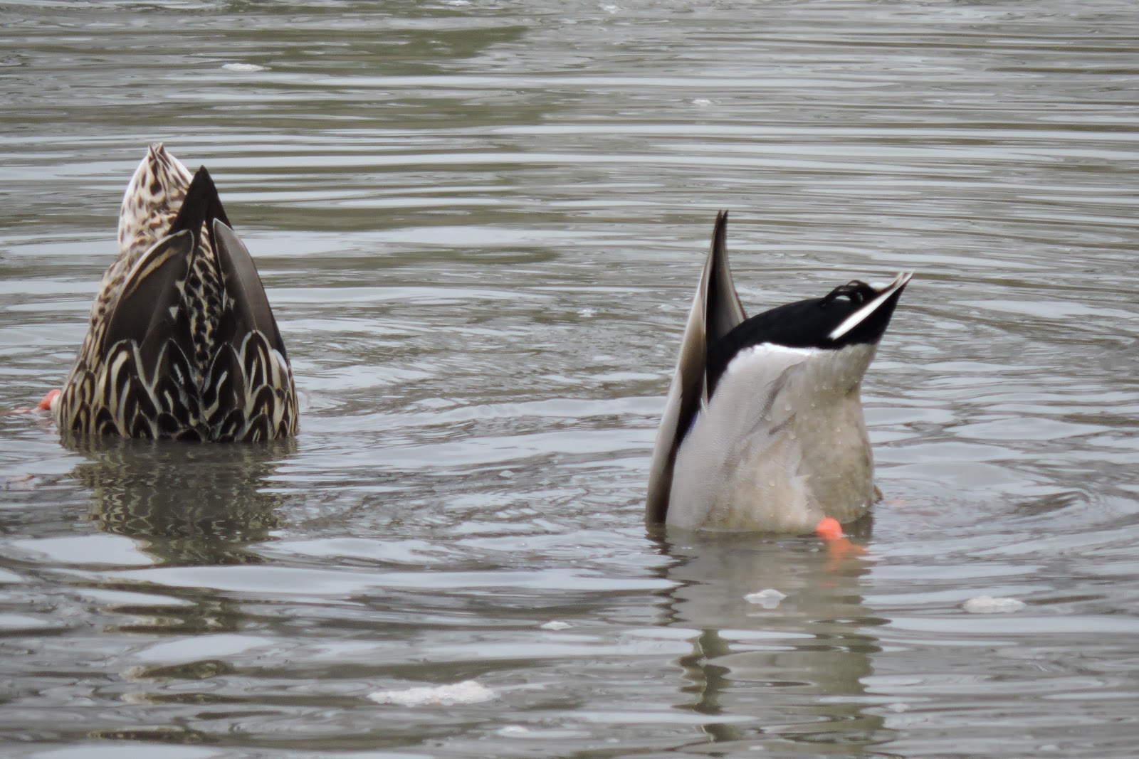 Capital Naturalist by Alonso Abugattas: Mallard Duck