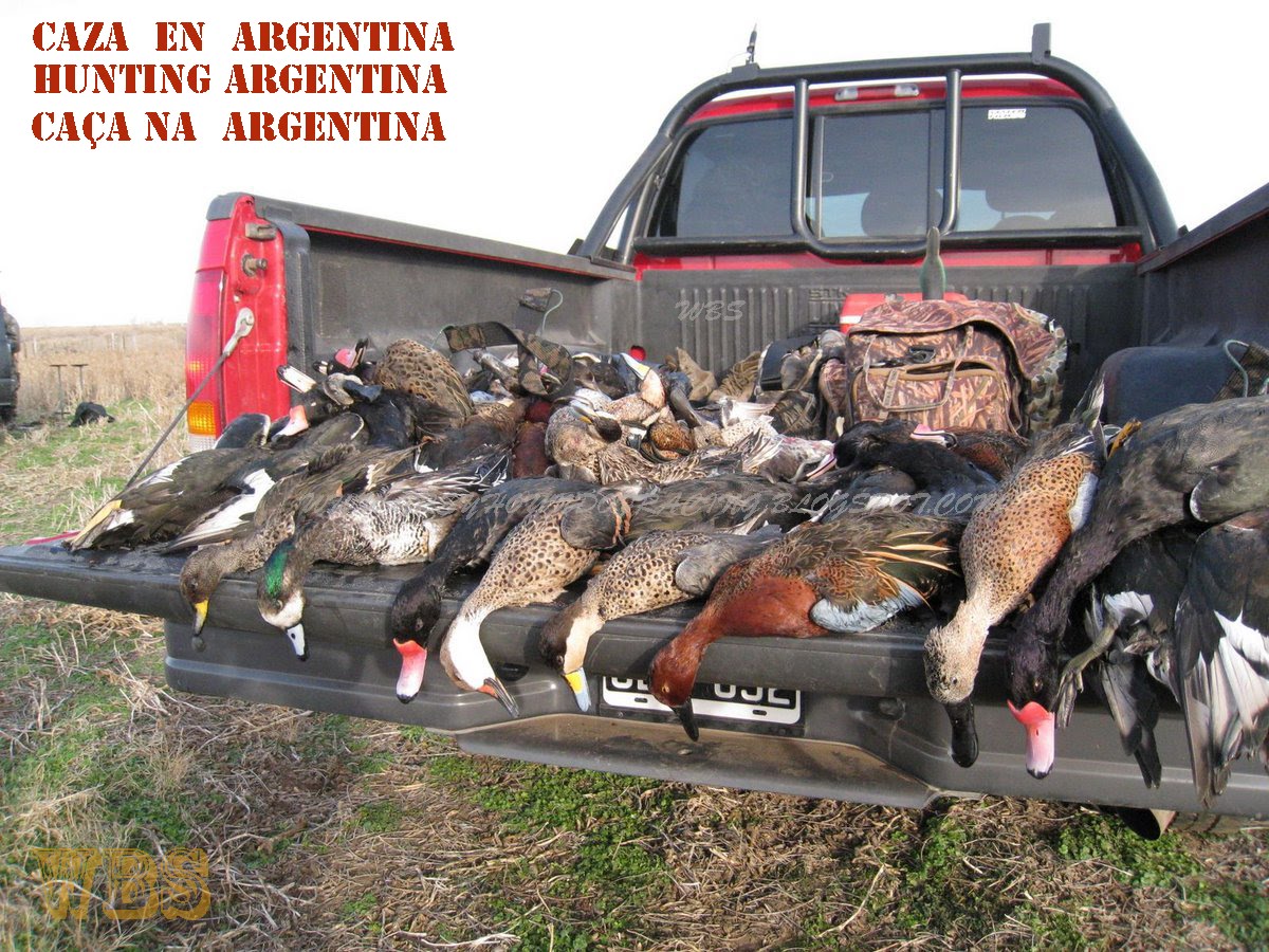 CAÇA DE MARRECOS NA ARGENTINA - CAZA DE PATOS EN ARGENTINA