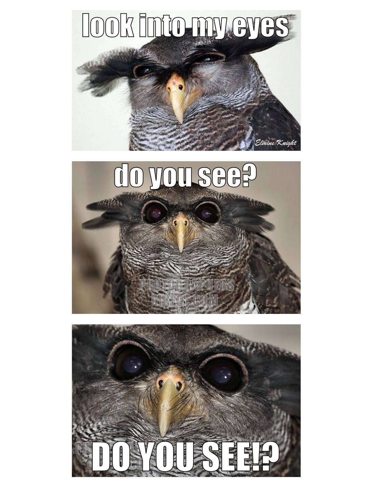 couple night owl meme couple night owl meme