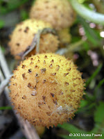  Pholiota squarrosa, Scaly Pholiota (?)