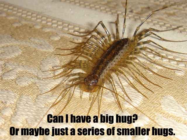 Image of house centipede Image of house centipede