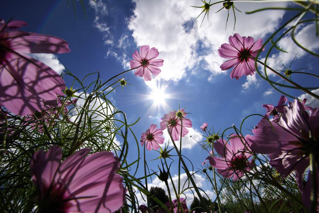 Software and Windows Wallpaper: Nice wallpaper