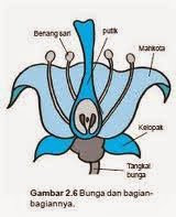 Kalyca Blog Bagian Bagian Bunga Dan Penyerbukan