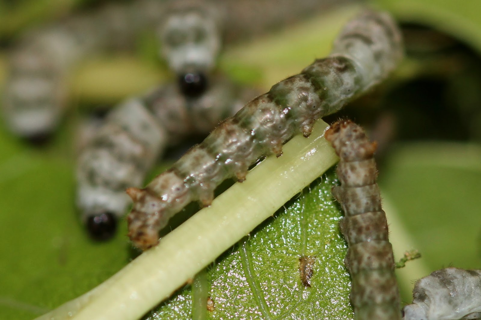 Amazing Silkworms: Anatomy of the Silkworm Larva (Part 2)