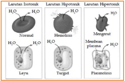 Inti Sari Biologi Ujian Sel Jaringan