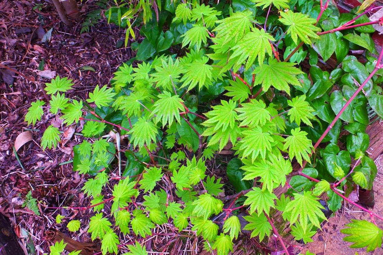The Amateur Anthecologist Flowers In April