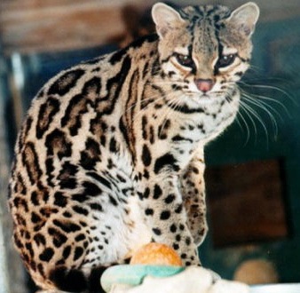 Bengal Domestic Cat Breed high quality wallpaper