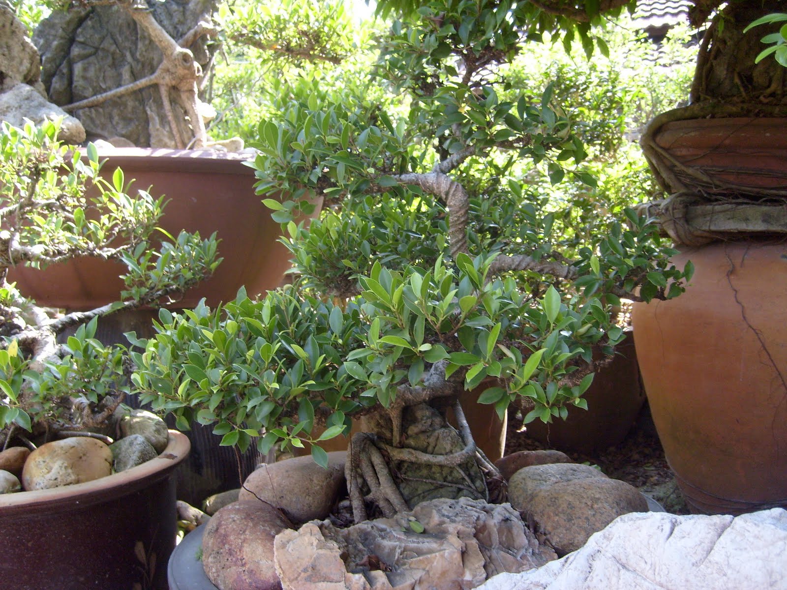 Seni Bonsai Satu Malaysia Pokok Bonsai