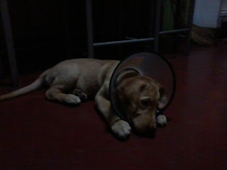 Boom Natividad with the Cone of Shame