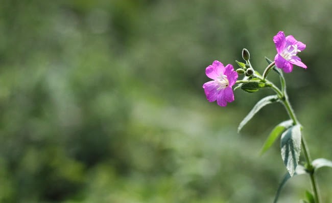 Great Willowherb Flowers Pictures Great Willowherb Flowers Pictures