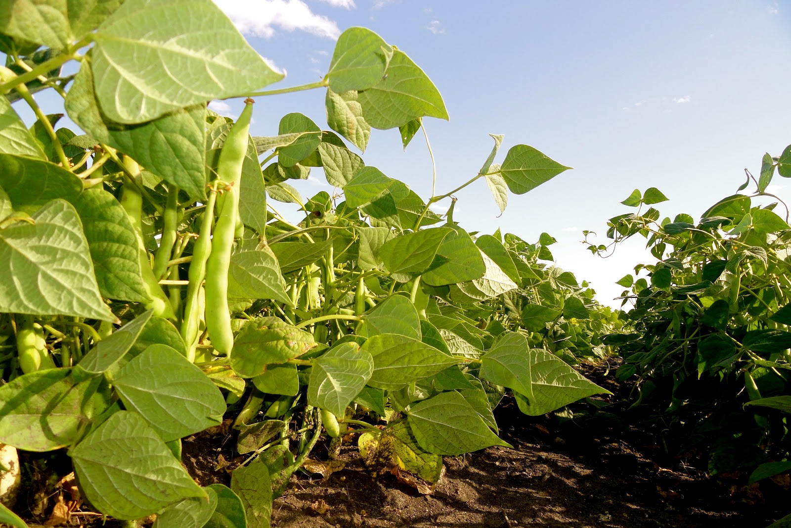 Griggs Dakota Pinto Beans Maturing