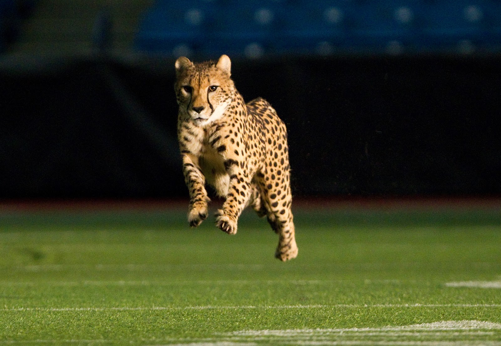 TPA Quick Take: Busch Gardens' Cheetahs Run Tropicana Field for New