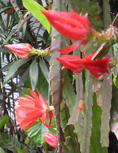cactusorquídea epiphyllum vermelha