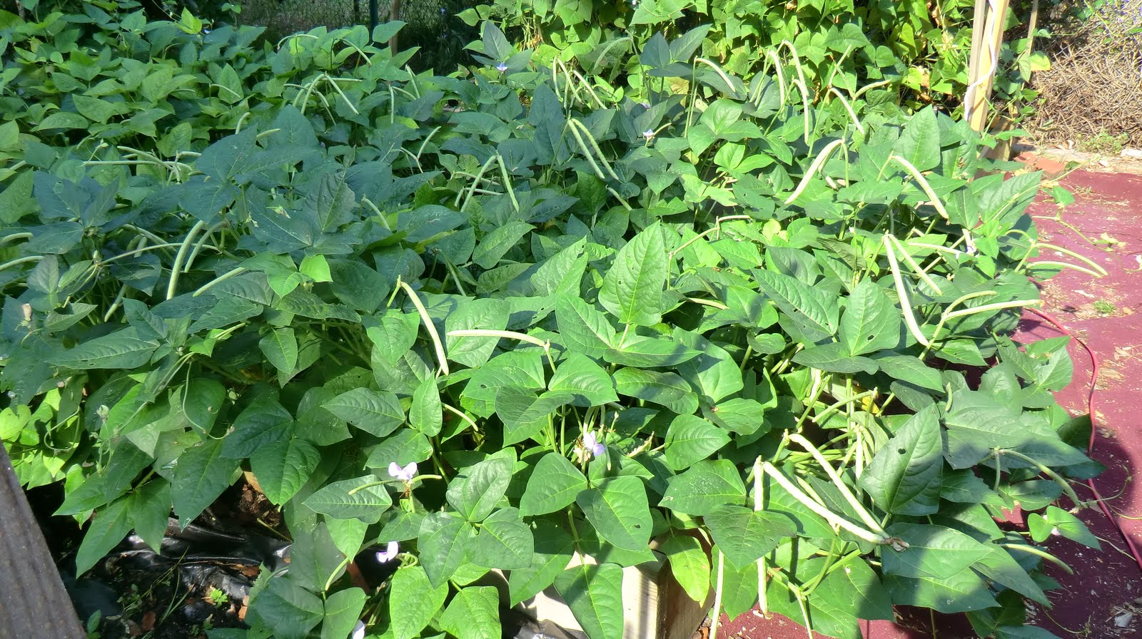 Florida Gardening Zone 9 Mississippi Silver Crowder Peas Going Crazy