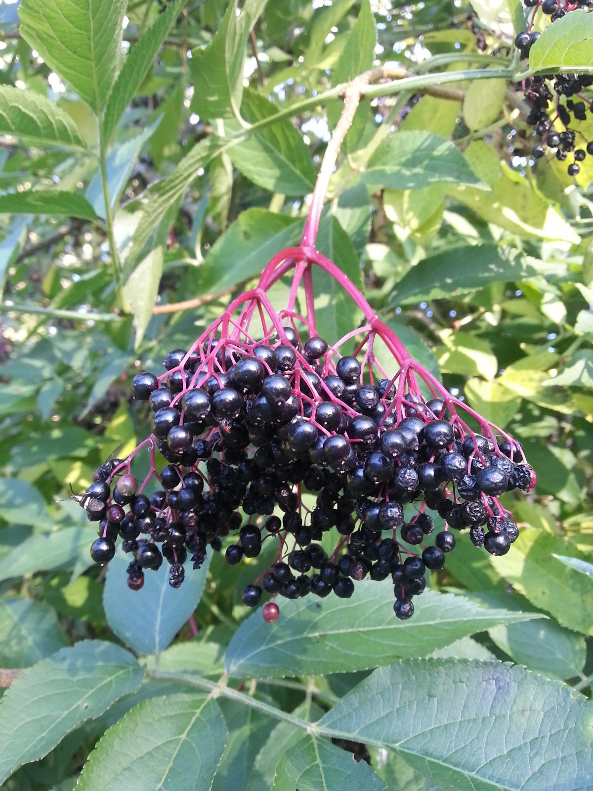 Ferry Wijsman Vlierbessen Jam(mie)!