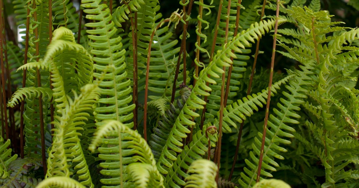 Plant Class Blechnum spicant