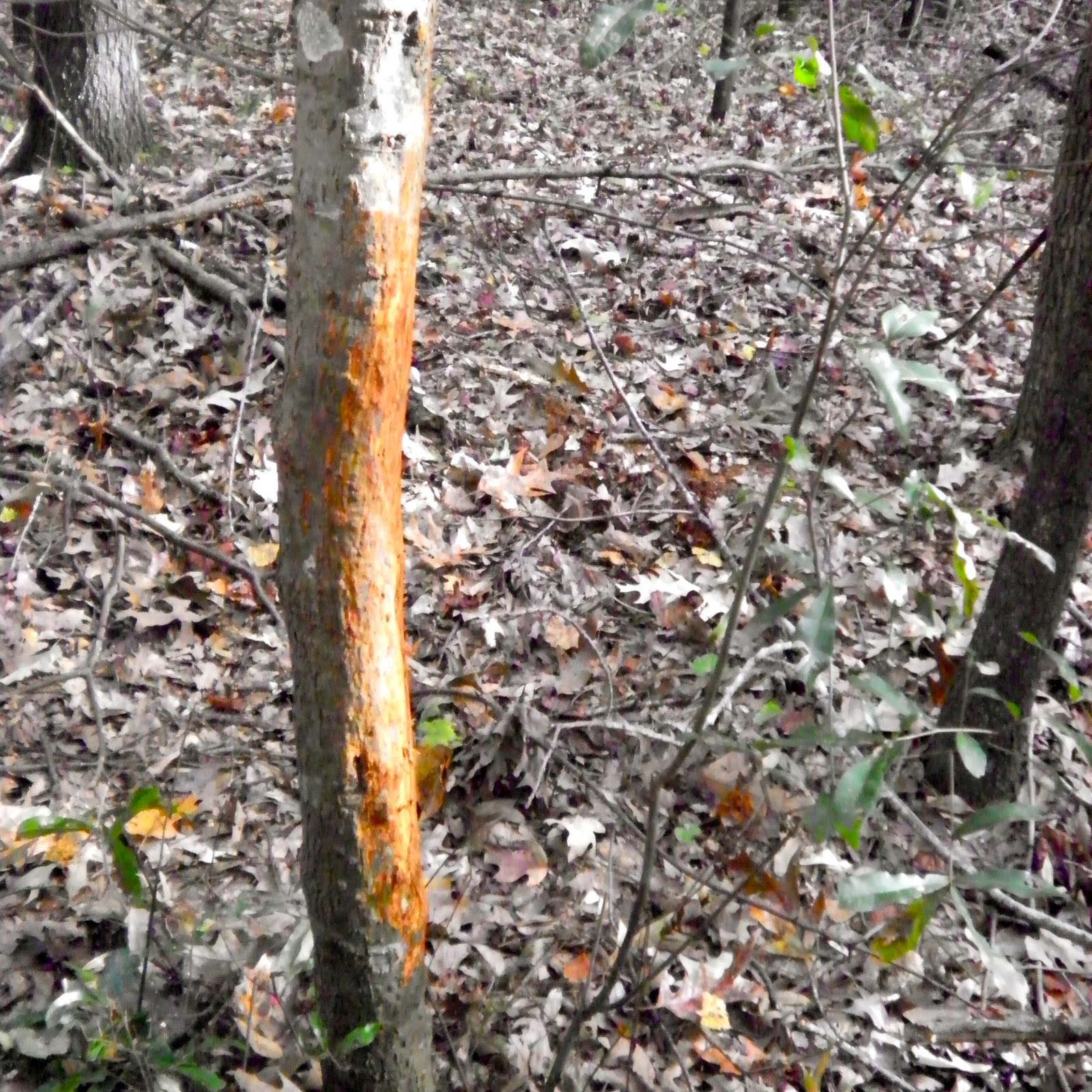 Projecting Buck Line of Travel from Rubs The Hunting Beast