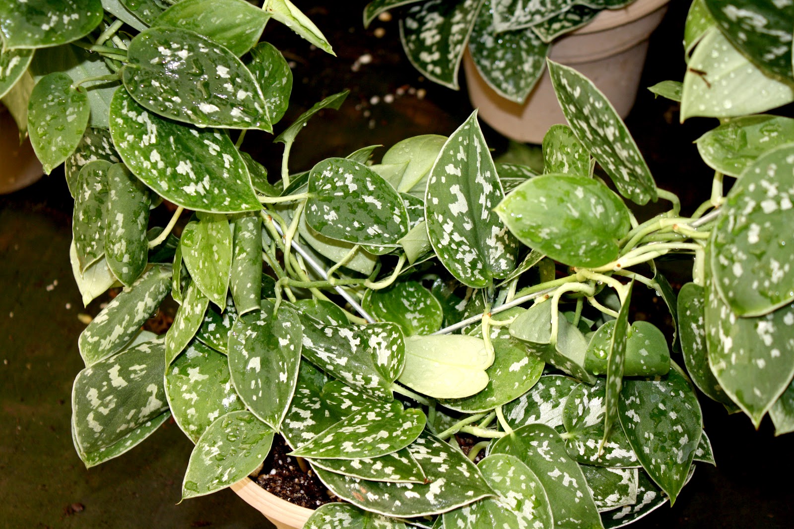May Day Nursery News Satin Pothos