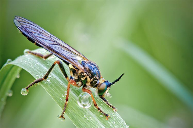 Fotos em macro de insetos molhados