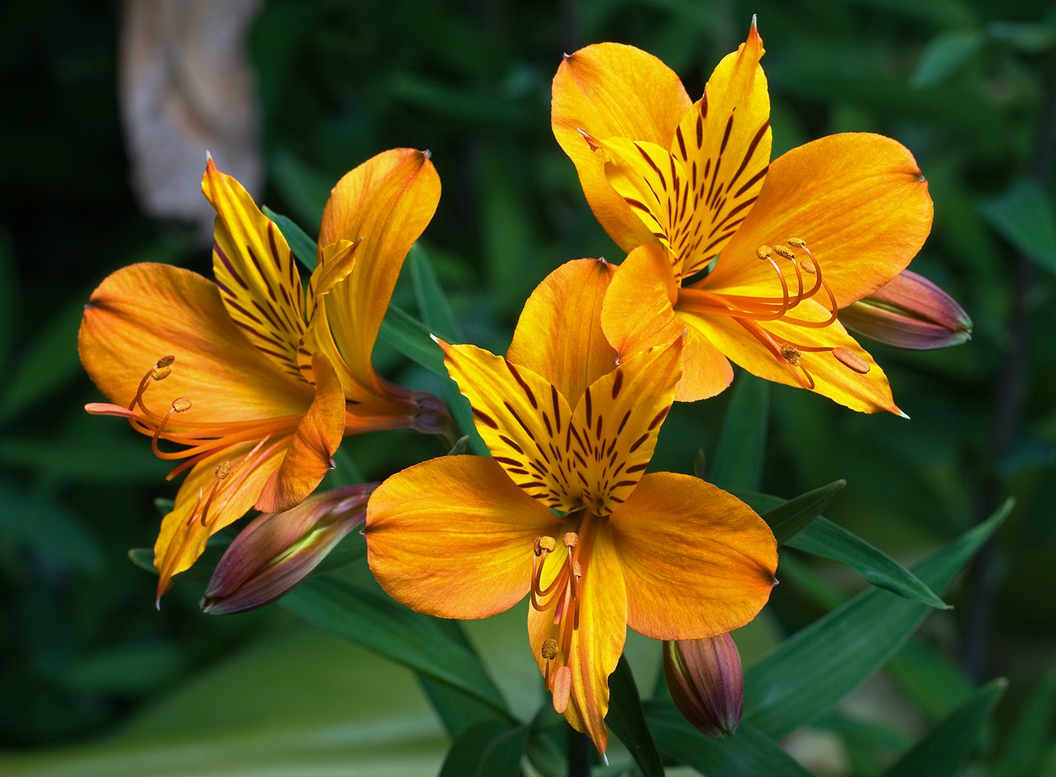 Flowering Petals Alstroemeria