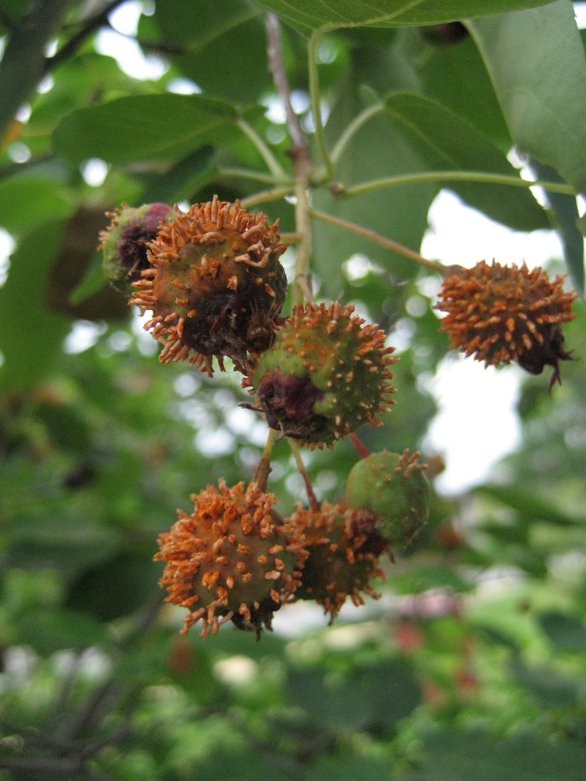 The Garden Aker Cedar Hawthorn Rust