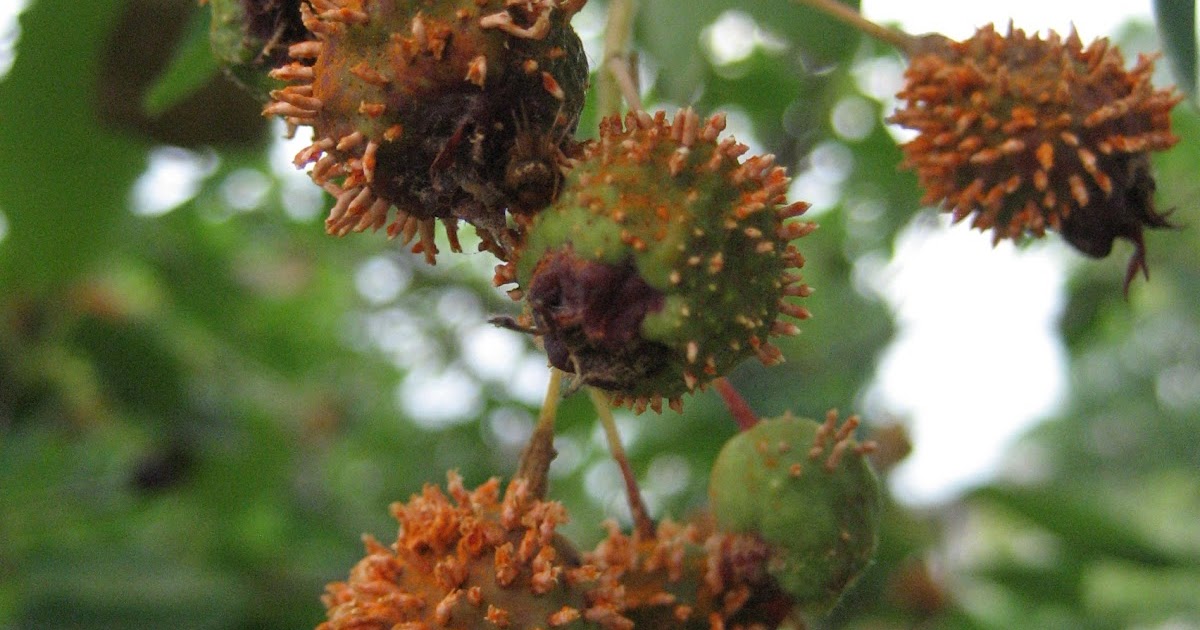 The Garden Aker Cedar Hawthorn Rust