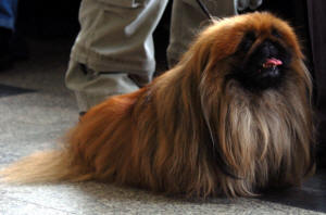 Pekingese-dog-breed-1_small.jpg