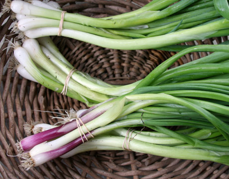 Fresh Green Garlic