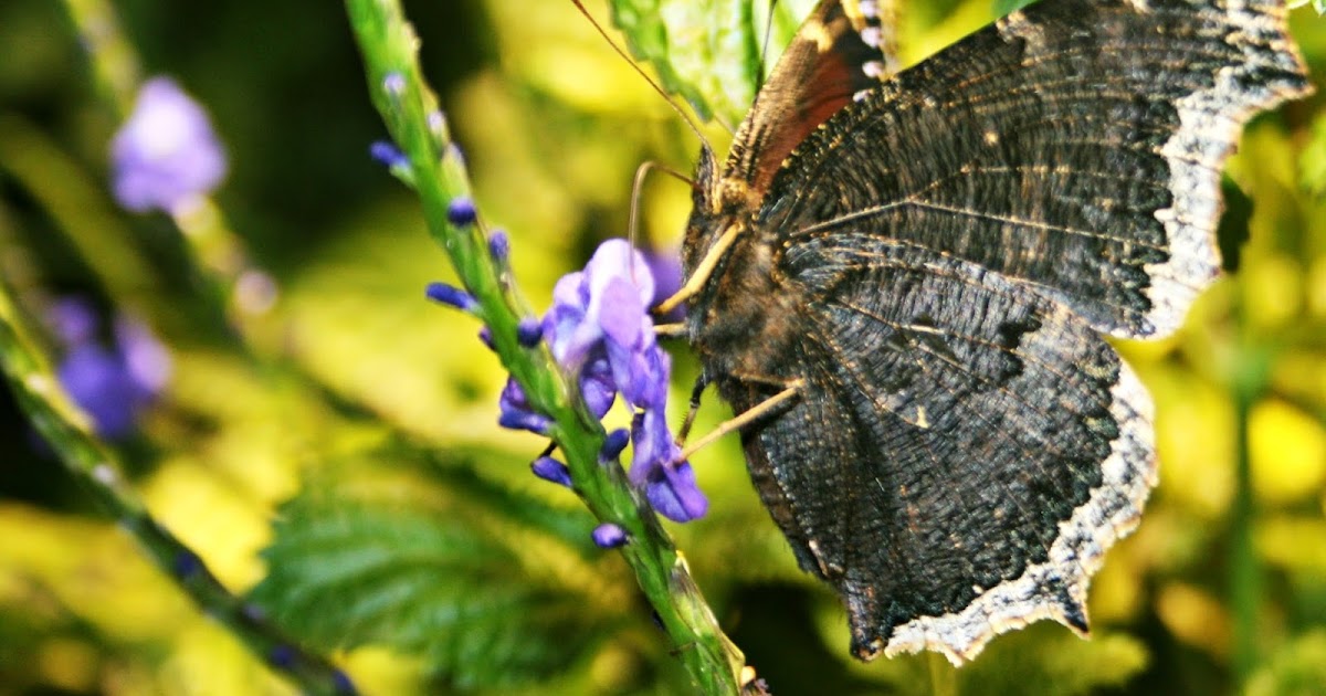 Two Bears Farm and the Three Cubs: Butterfly Garden in Center in the Square