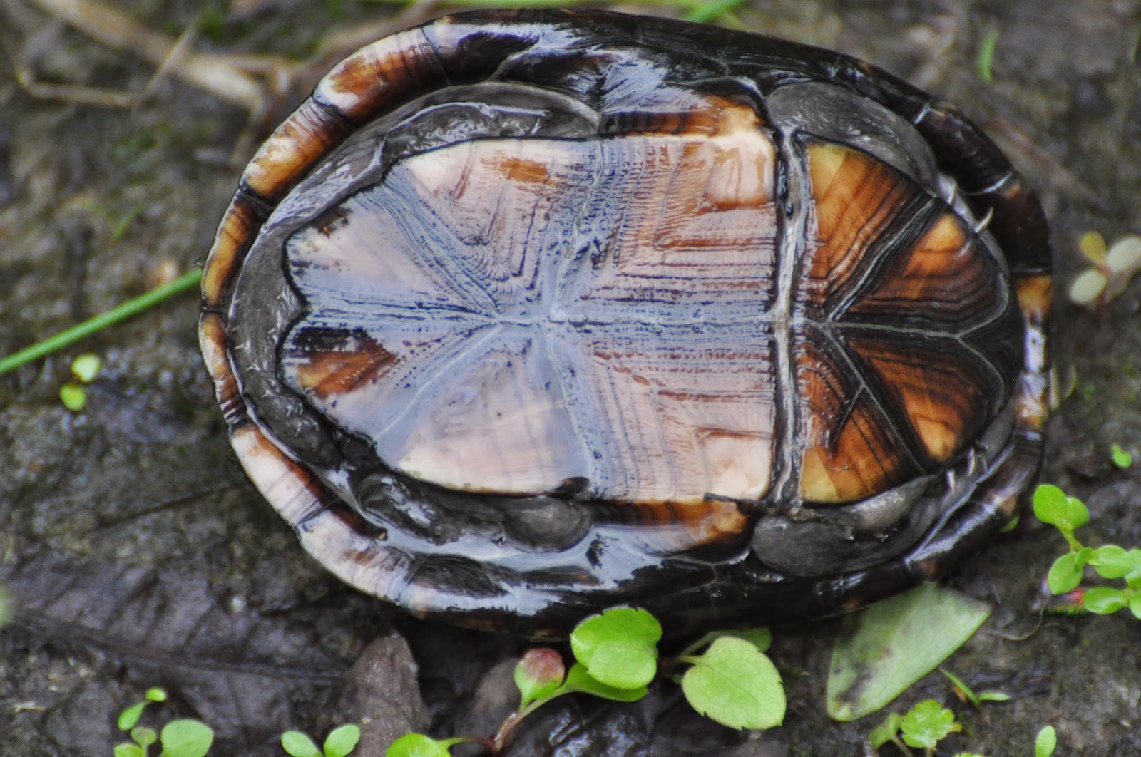 turtle-in-pond.jpg