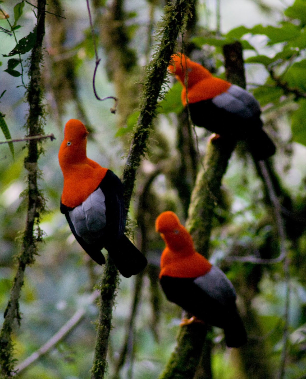 Perú, paraíso de las aves Cock of the rock, beautiful bird of Peru