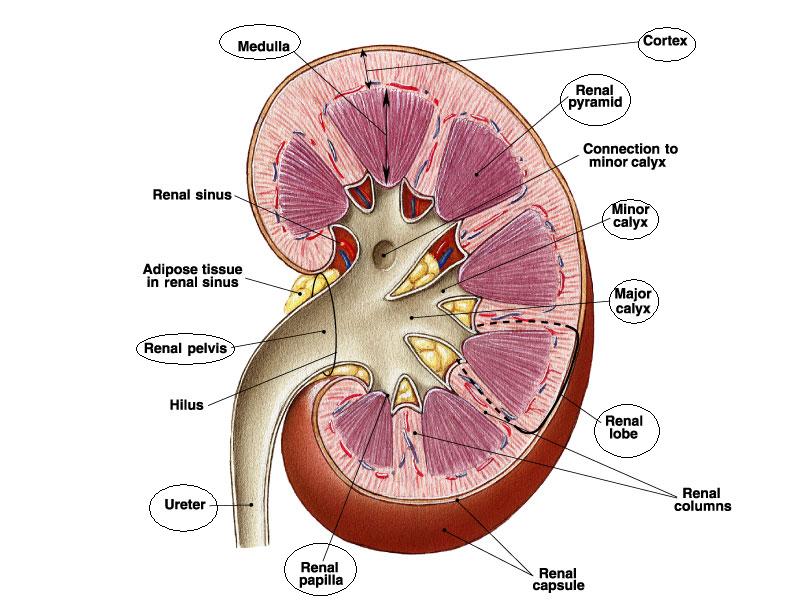 Physiological Anatomy of the Kidney ~ Human Anatomy
