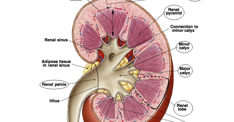 Physiological Anatomy of the Kidney ~ Human Anatomy