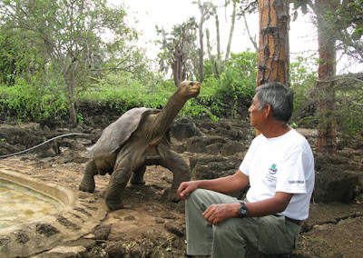 Solitario Jorge Chelonoidis abingdonii tortuga de pinta 